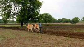 Rajasthan, rajasthan assembly, rajasthan assembly session, congress, opposition congress, rajasthan congress, cow deaths, farmer, farmer issues, India news