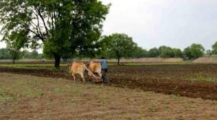 Rajasthan, rajasthan assembly, rajasthan assembly session, congress, opposition congress, rajasthan congress, cow deaths, farmer, farmer issues, India news