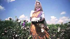 Maharashtra, Maharashtra cotton production, cotton in Maharashtra, Maharashtra news, Cotton industry In Maharashtra, latest news, India news