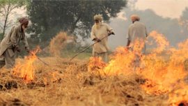 CROP, CROP STUBBLE, HEALTH PROBLEM, POLLUTION, CROP STUBBLE POLLUTION, farmers, farming, low air quality, burning crops, burning land, slash and burn, health issues, helath problems, delhi high court, delhi hc, NGT, indian express edit, editorial