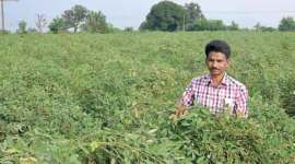 crop, crop insurance, agriculture, agriculture insurance, india news, india farmer schemes, schemes for farmers