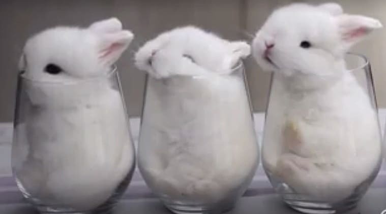 Download Move Aside Cats And Kittens These Baby Bunnies Are Just As Adorable Trending News The Indian Express