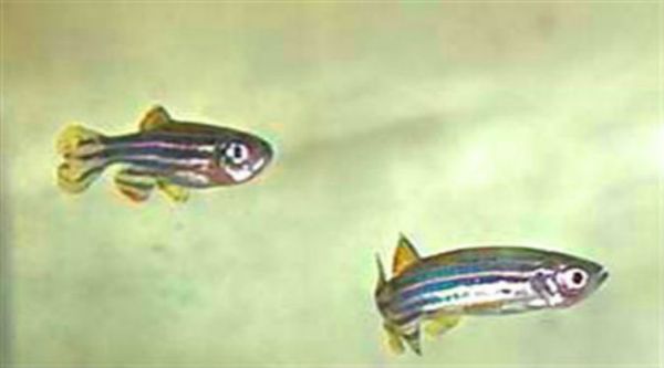 Fish may show 'emotional fever', says study/ Reuters