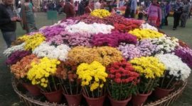 Chrysanthemum, chandigarh Chrysanthemum show, chandigarh flower show, chandigarh news, india news, latest news