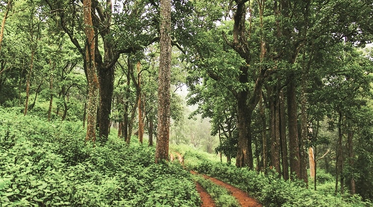 A forest trail at the BR Swamy Temple Wildlife Sanctuary. (Source: Neelima Vallangi)