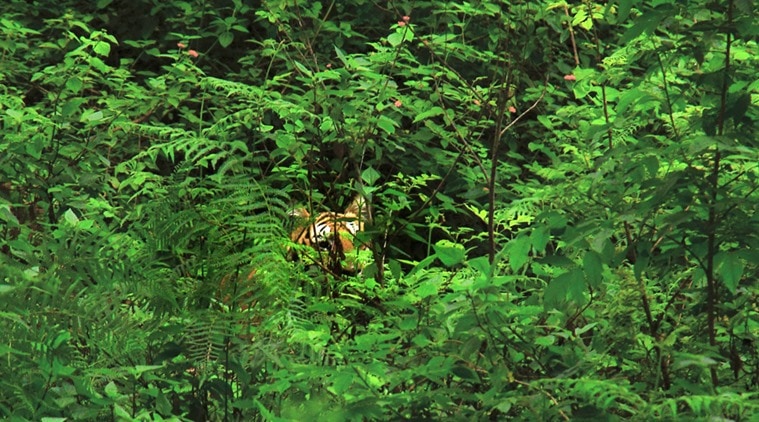 A flash of tiger stripes at the BR Swamy Temple Wildlife Sanctuary. (Source: Neelima Vallangi)