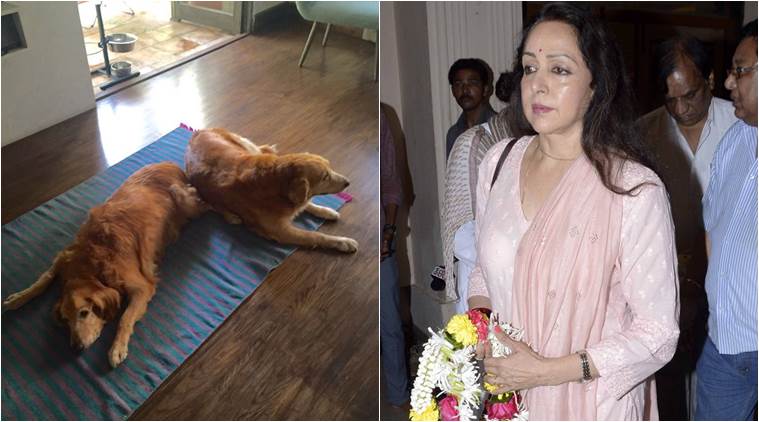 Dharmendra, Hema Malini, Hema Malini pet, Dharmendra pet, Hema Malini films, Hema Malini tweet, entertainment news