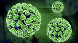 HPV-480 delhi, delhi hpv vaccine, delhi schools, delhi schools hpv vaccine, human papilloma virus, HPV, Gavi, HPV vaccine, GAVI, delhi news, india news
