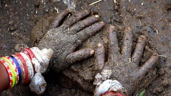 Order cow dung cakes online, request gift wrap and you have your Diwali gifts for 2016. (Photo Source: AP)