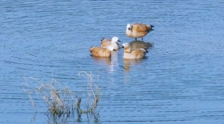 At the barrage near Ramnagar, you are rewarded by the sight of a delegation of brahminy duck, gorgeous in the sun, with their burnt-sugar caramel colours, their heads pale cream. (Source: Ranjit Lal)