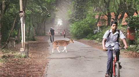 Forest essential: Why Mumbai's Sanjay Gandhi National Park is a blessing | Lifestyle News,The Indian Express Forest essential: Why Mumbai's Sanjay Gandhi National Park is a blessing | Lifestyle News,The Indian Express