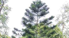 christmas tree, christmas, cook pine, pine trees, cook pine tree