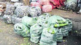 ngt, ngt chandigarh, ngt chandigarh orders, chandigarh ngt, chandigarh news, india news