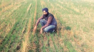 punjab agriculture, india agriculture, india news, punjab news, punjab paddy burning, paddy burning, latest news