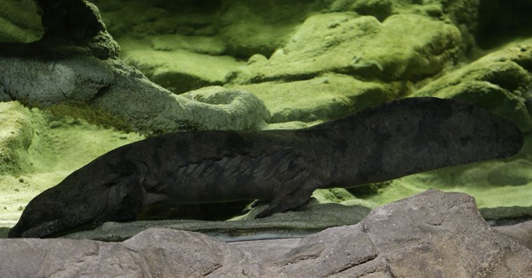 salamander, largest salamander, prague zoo salamander, chinese salamander, longest salamander, largest salamander news, weird news, shocking news, world news