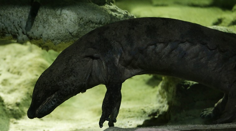 salamander, largest salamander, prague zoo salamander, chinese salamander, longest salamander, largest salamander news, weird news, shocking news, world news