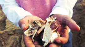 river saraswati, river saraswati route, marine shells, ASI, Archaeological Survey of India, Chandigarh news