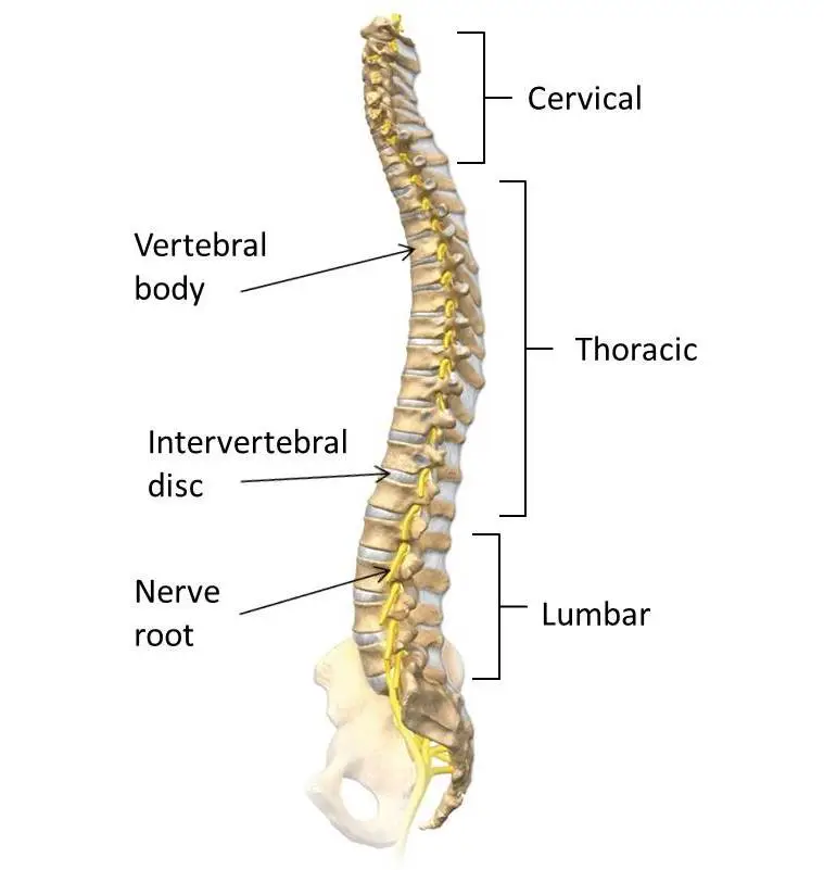 The spine is divided into the cervical, thoracic, lumbar, sacral and coccyx regions. (Source: Basicspine.com)