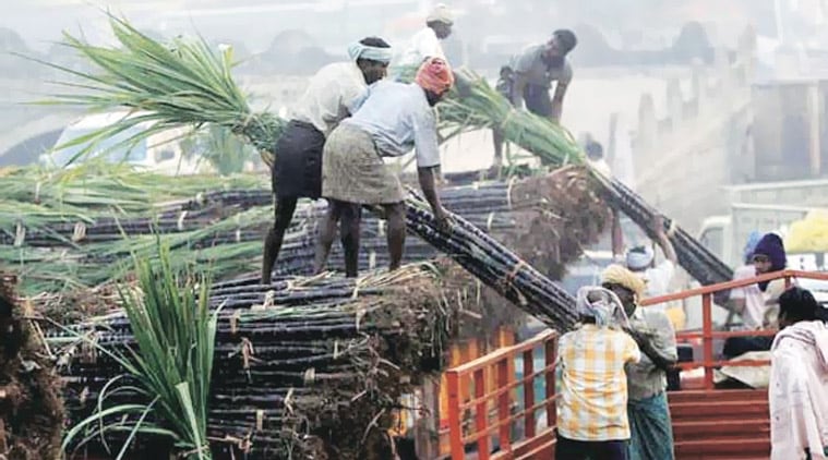 sugar mill, farmers against sugarcane, Sugar purchase, Minister of State for Food, Rajya Sabha, sugarcane farmers, Sugar Prices, Indian Express News