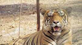 t24, ranthambore, ranthambore tiger, ranthambore tiger t24, tiger ustad, ustad tiger, ranthambore, jaipur news, india news