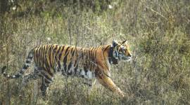 Vaccination of dogs, Panna Tiger Reserve, stray dogs, pet dogs, rabies, indian express