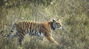 Simply put: Tiger, tiger, day and night. Is that bright?