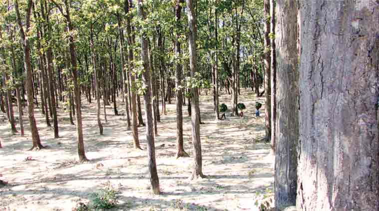 Open Forest in Ramnagar Forest Division, Uttarakhand. (Express Photo by: Jay Mazoomdaar)