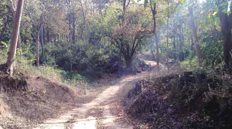 Mid-Dense Forest in Palamu Tiger Reserve, Jharkhand. (Express Photo by: Jay Mazoomdaar)
