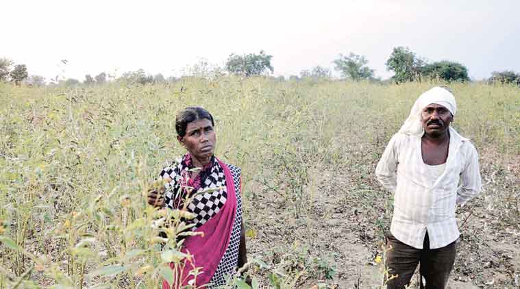 The Shendurkar couple with their not-so-good crop.   (Express Photo by: Deepak Daware)