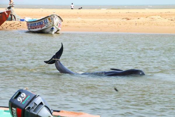 whales, whales tamil Nadu, dead whales India, Dead whales tamil nadu, Dead Whale photos, Whale Photos, tamil nadu, india, india whales, whale bodies, whales in tamil nadu, tamil nadu whales, whales in india, india news