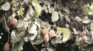 Chandigarh hollande visit, modi chandigarh visit, taj hotel chandigarh, taj hotel sector 17, buddha coconut tree, coconut tree taj hotel, unusual coconut tree