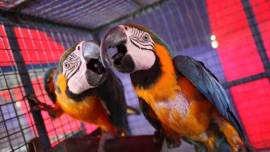 caged birds, caged birds verdict, delhi hc caged bird verdict, freedom of birds, freedom of caged birds, birds as pets, laws for birds as pets in india, india news, latest news, indian express column
