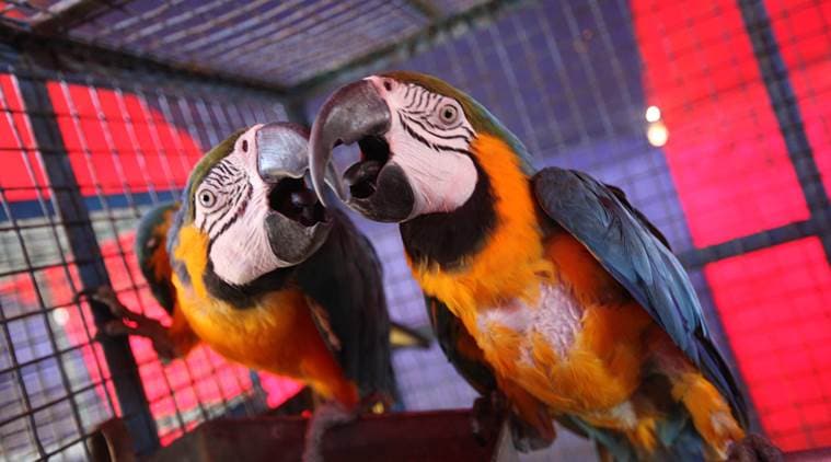 caged birds, caged birds verdict, delhi hc caged bird verdict, freedom of birds, freedom of caged birds, birds as pets, laws for birds as pets in india, india news, latest news, indian express column