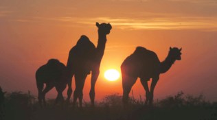 tamil nadu, camel slaughtering, tamil nadu high court, camels in tamil nadu, latest news, india news