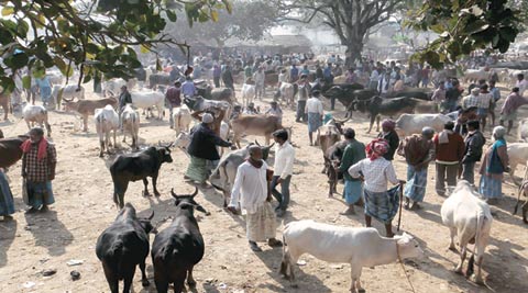 Sunday story: The Cattlelines | India News - The Indian Express