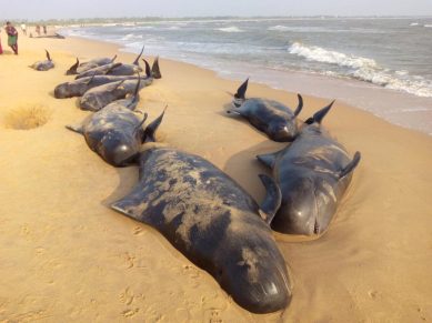 whales, tamil nadu, india, india whales, whale bodies, whales in tamil nadu, tamil nadu whales, whales in india, india news