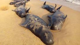 whales, tamil nadu, india, india whales, whale bodies, whales in tamil nadu, tamil nadu whales, whales in india, india news