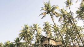 goa, din in goa, coconut trees, cut old coconut trees, fell old coconut trees, laxmikant parsekar, The Goa Preservation of Trees (Amendment) Bill