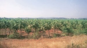 Protecting the coconut tree, ground upwards