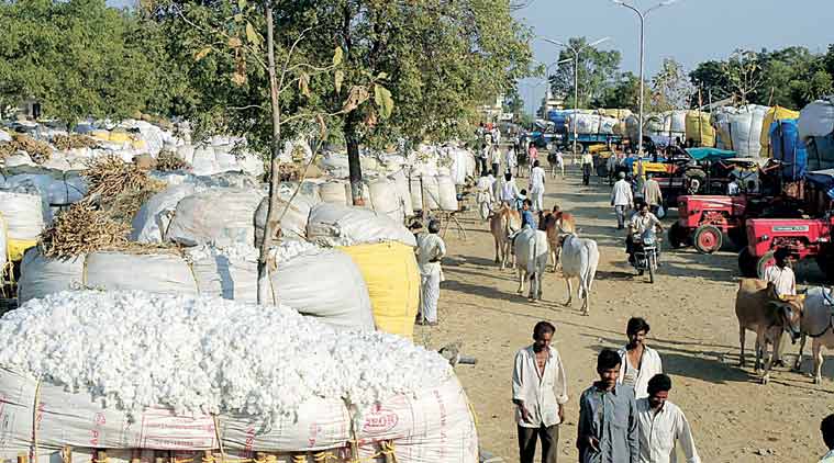 Farmers waiting with their produce at a cotton market in India. Growers of the crop across Gujarat are realising an increase in average price since December. (Express Photo)