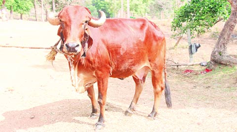 BJP, cattle culling, culling, cows, bullocks, drought, animal, animla production, devendra fadnavis govt, maharashtra govt, india news, express editorial