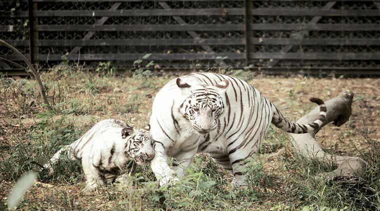 delhi-zoo-main.jpg