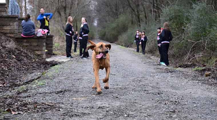dog half marathon, half marathon dog, us dog marathon