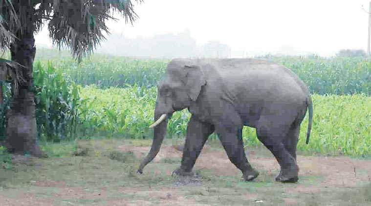 stray elephant, stray elephant purnea, stray elephant on airstrip, air force base, india news