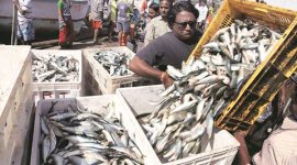 National Marine Fisheries Census, National Marine Fisheries Census in february, 150 members of the fishermen community, greater mumbai, maharshtra news
