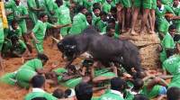 jallikattu_480 Bull race, jallikattu, bull fighting, animal cruelty, Indian festival, Supreme court hearing, animal cruelty, NGO, plea against bull racing, Tamil Nadu festival, Jallikattu, indian express news