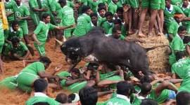 Bull race, jallikattu, bull fighting, animal cruelty, Indian festival, Supreme court hearing, animal cruelty, NGO, plea against bull racing, Tamil Nadu festival, Jallikattu, indian express news
