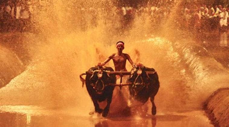 kambala-buffalo-race759