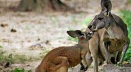 kolkata zoo, alipore zoo, kolkata alipore zoo, kolkata news, india news, latest news, india alipore zoo, alipore zoo kangaroo