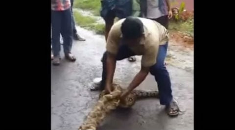 Watch: Man in Kerala squeezes out two goats out of a living python ...